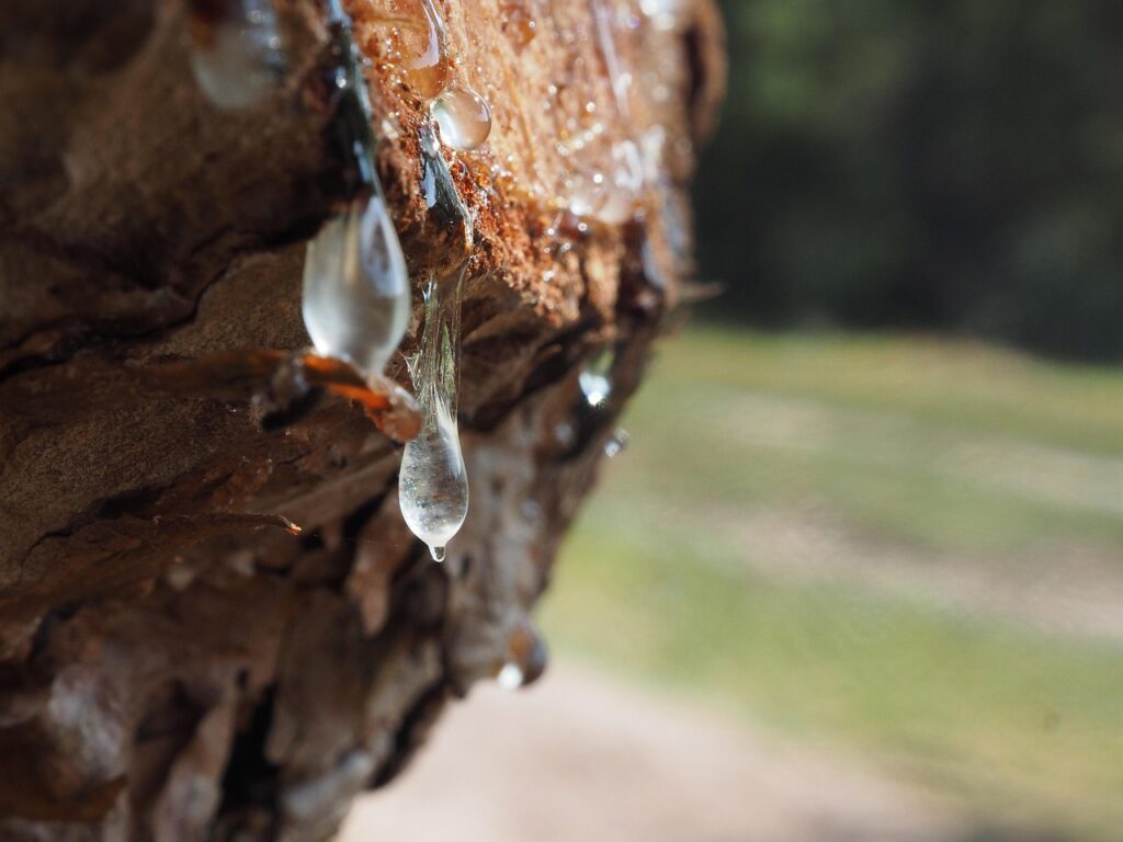 Understanding Sap Flow In Bonsai Trees During Winter 
