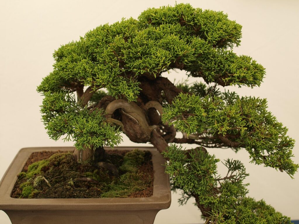 What Happens to Bonsai Trees in Winter