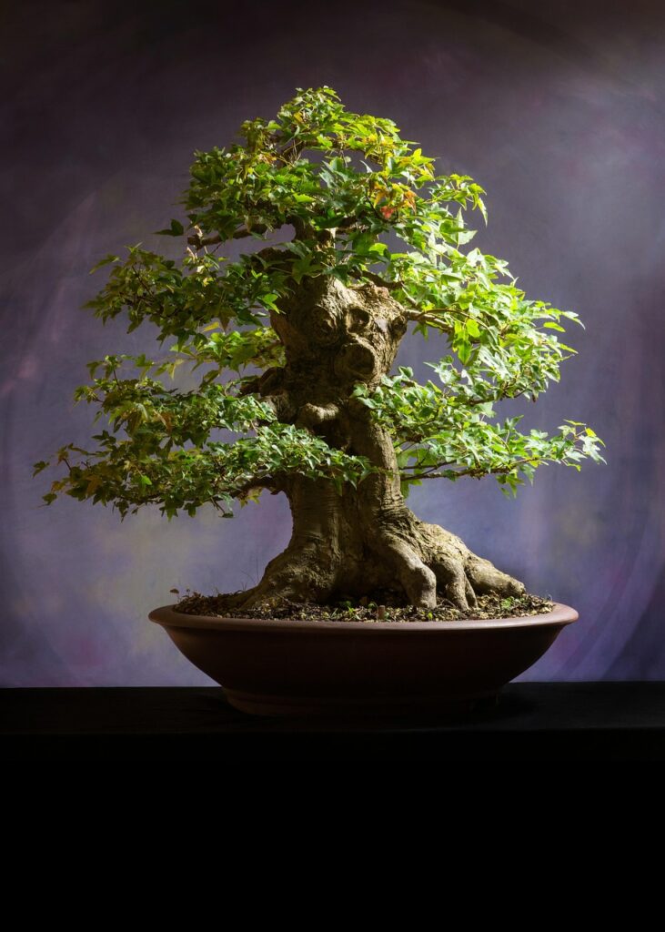 Why winter bonsai shelters are important 