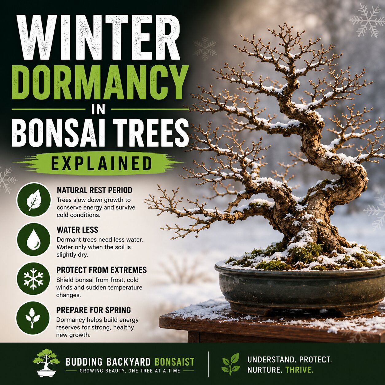 Winter Dormancy in Bonsai Trees Explained