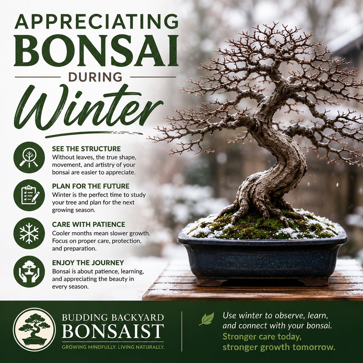 Appreciating Bonsai During Winter