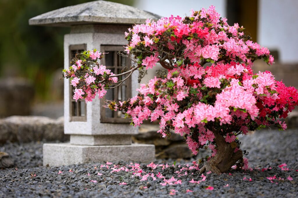 Azalea bonsai lighting
