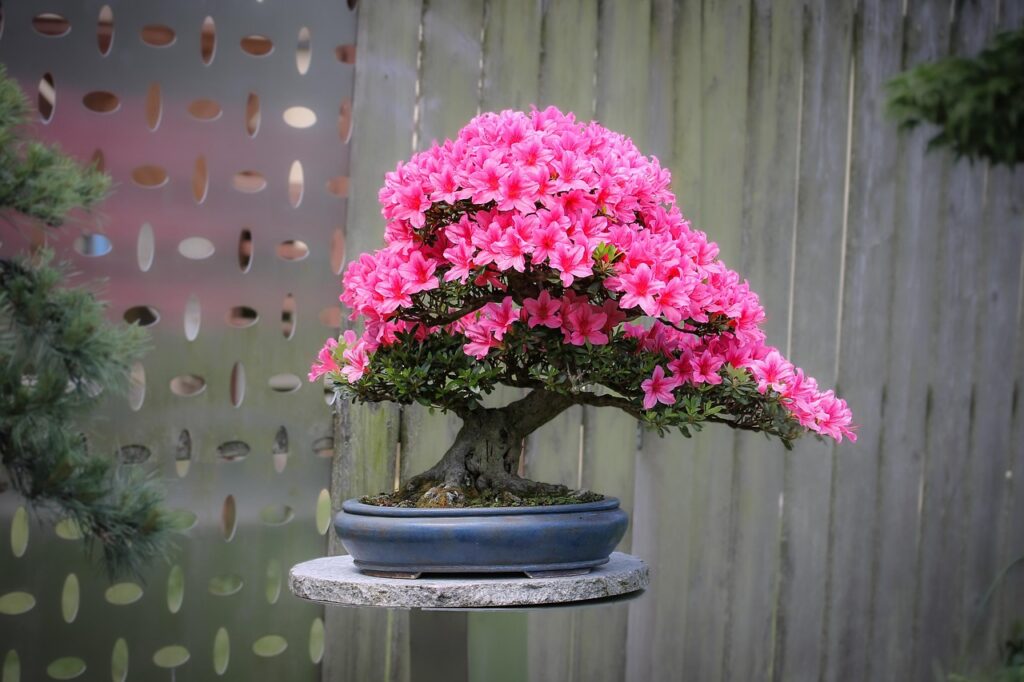 Azalea bonsai watering 