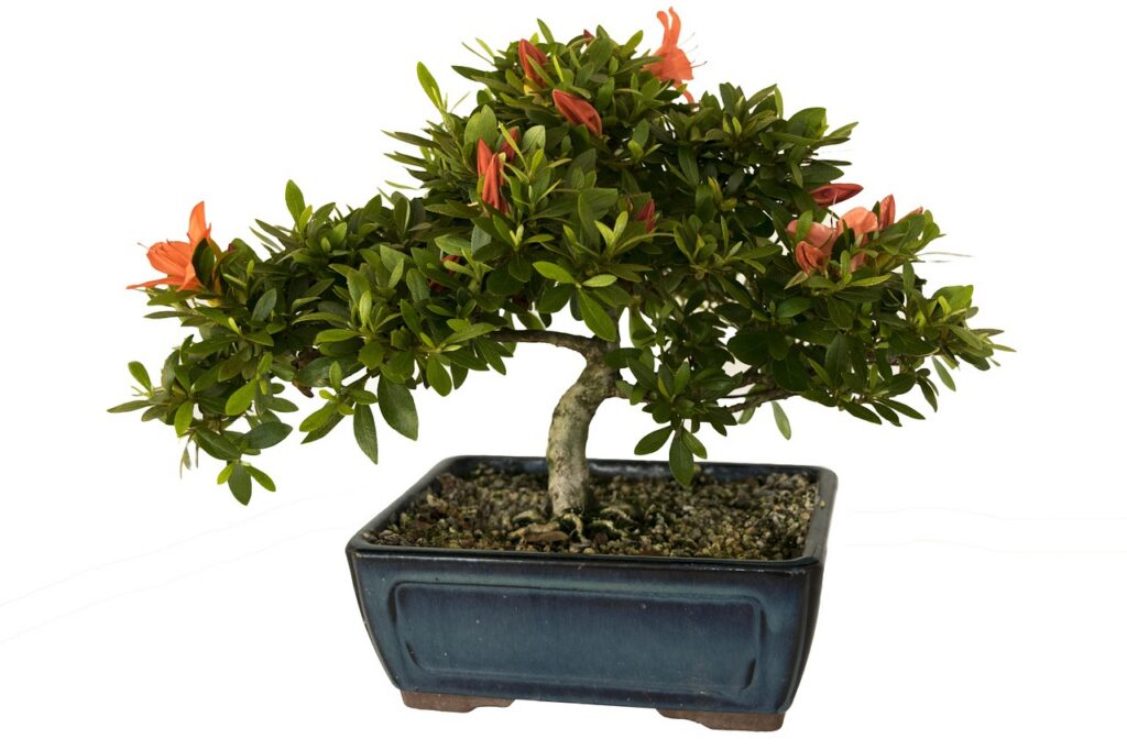 Azalea bonsai watering 