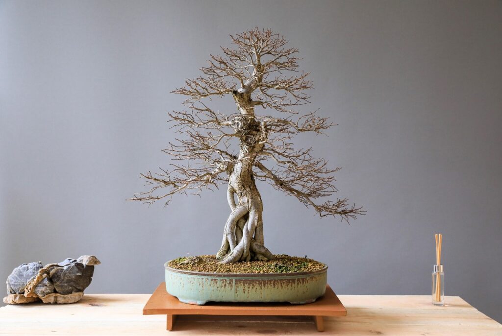 Bonsai Event Coverage Services for Clubs, Exhibitions, and Shows