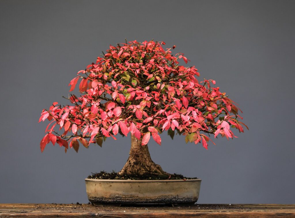 Bonsai Garden Design Services 