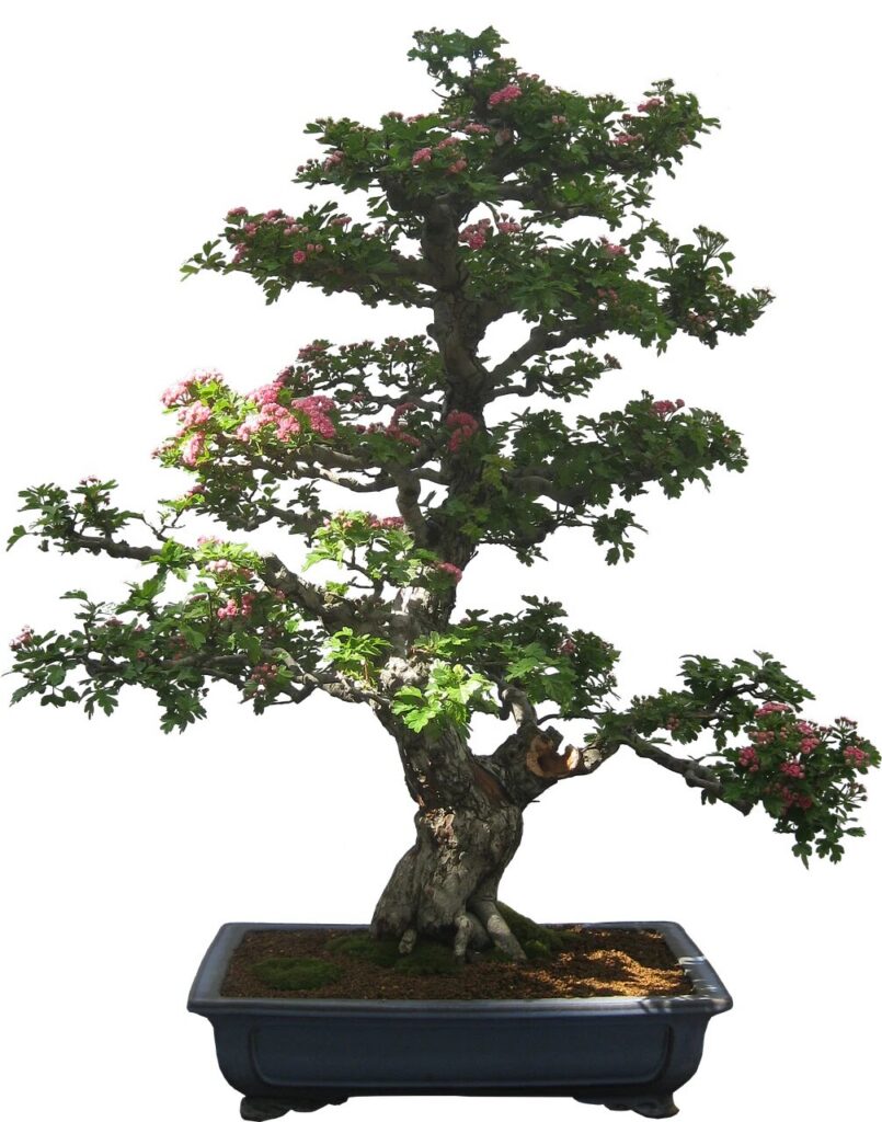 Bonsai Propagation Services