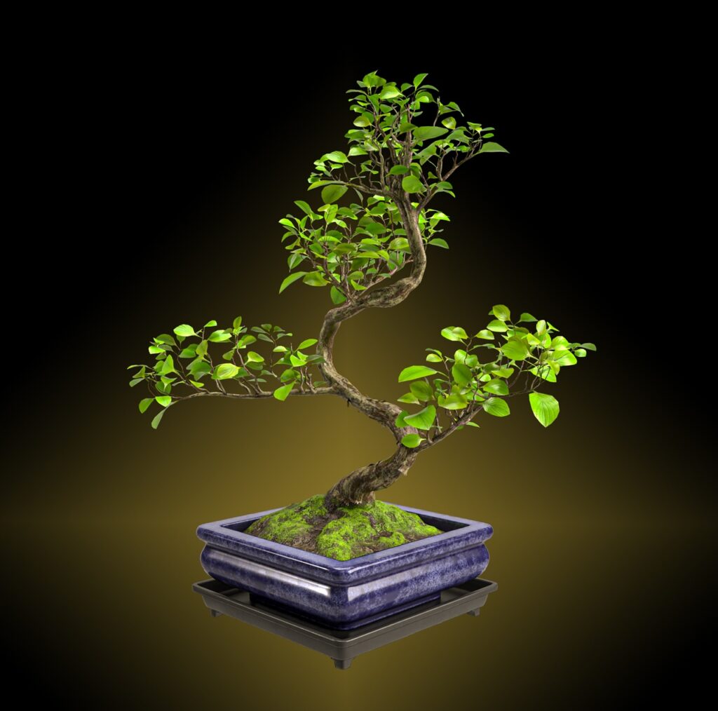 Bonsai Shaping Services for Beautiful and Healthy Trees