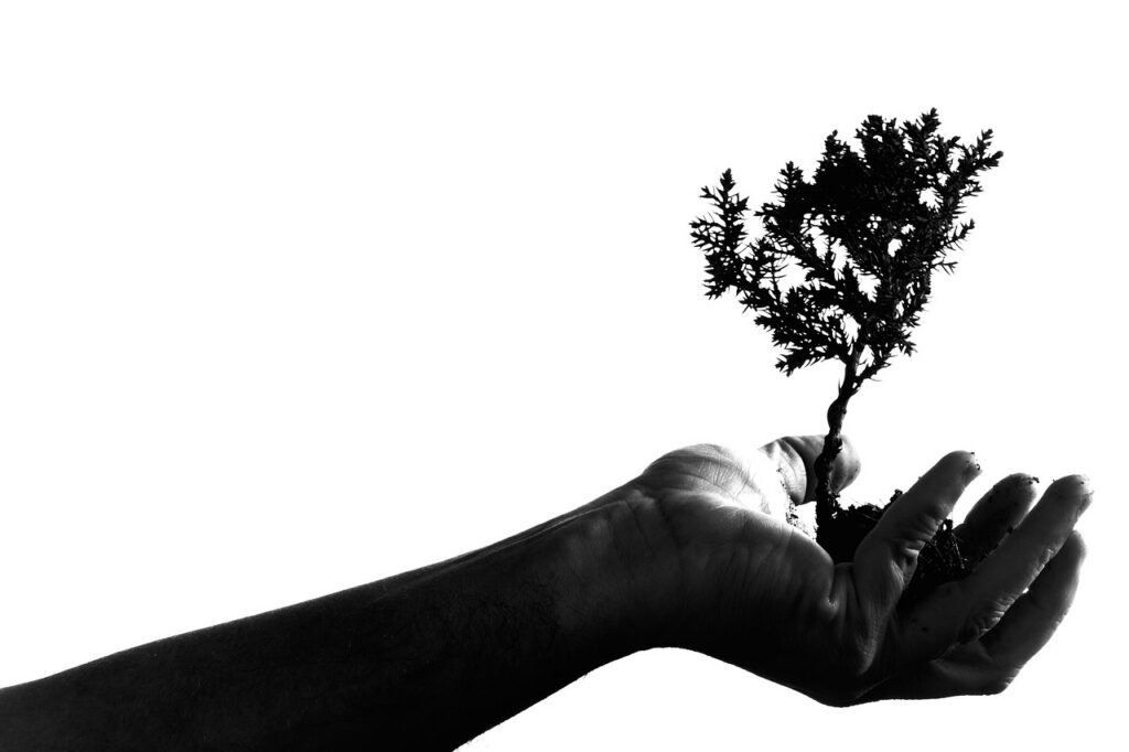 How Do Bonsai Trees React To Your Touch 