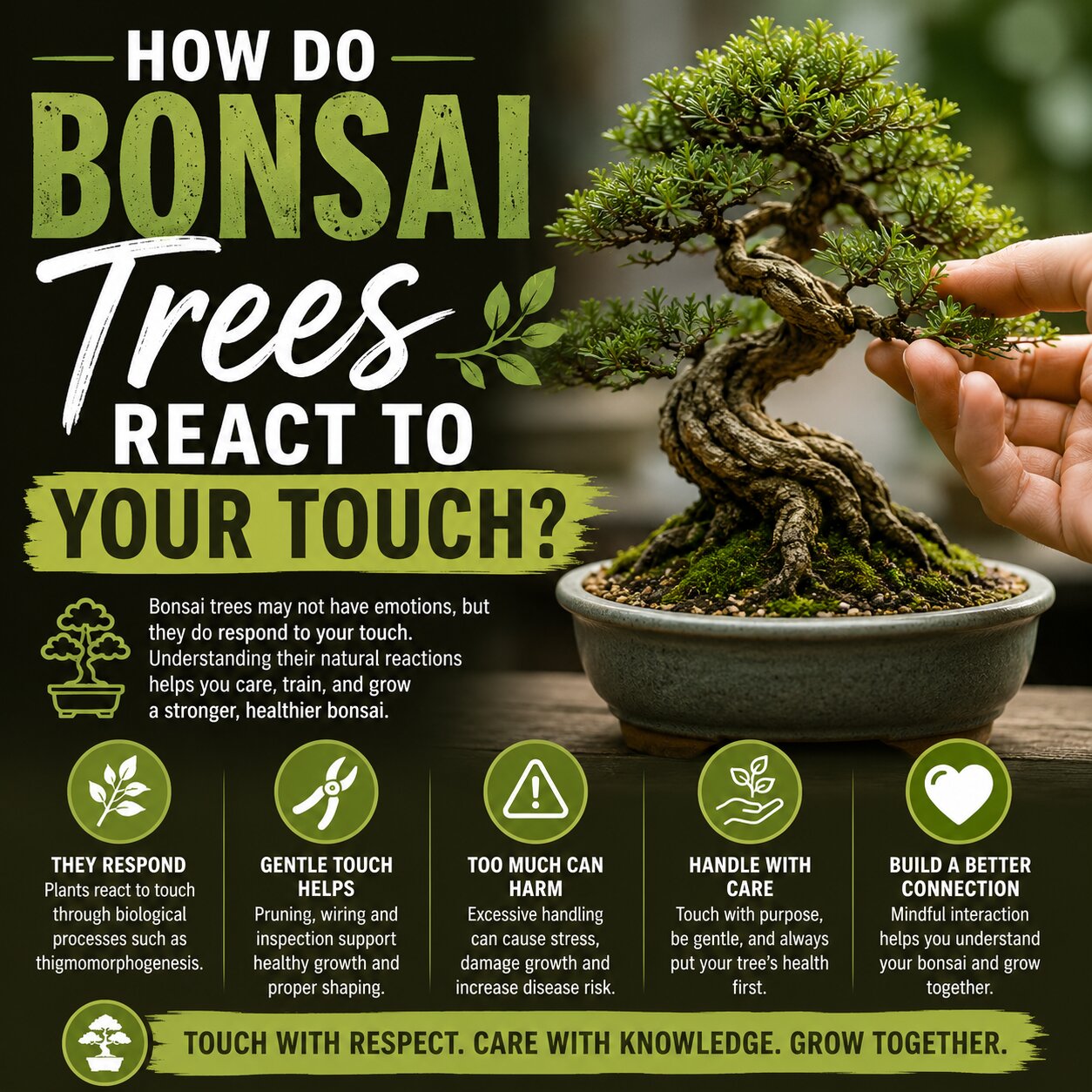 How Do Bonsai Trees React To Your Touch