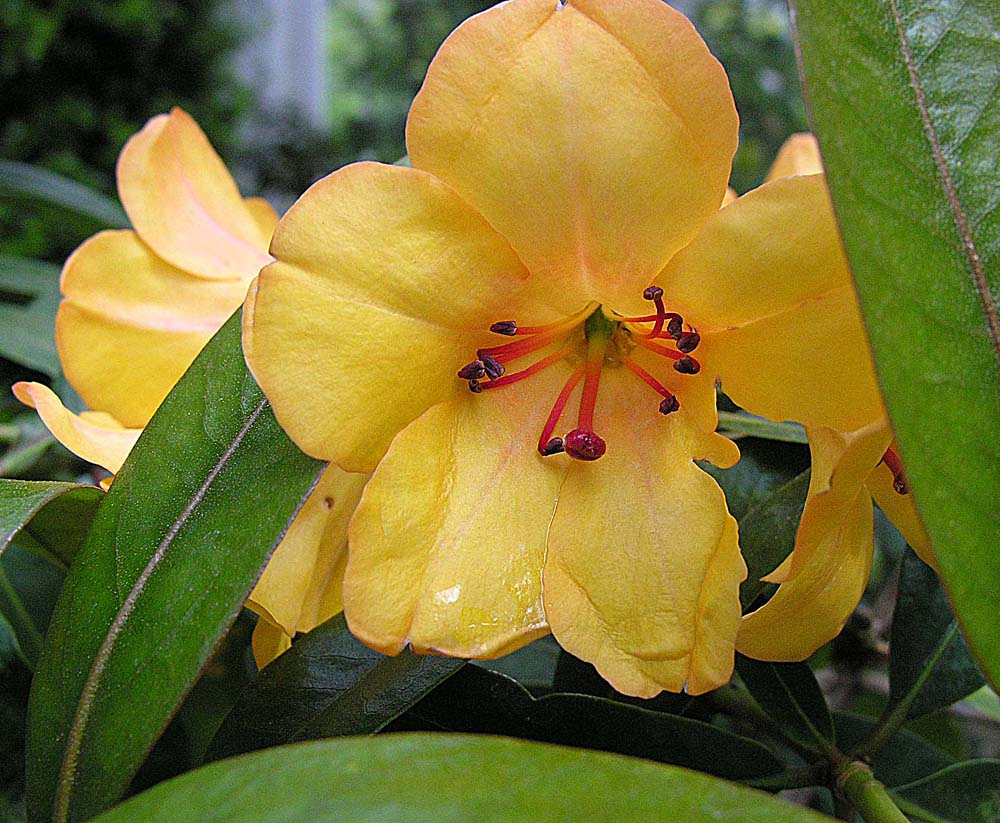 Rhododendron Javanicum Species Taxonomy Guide 