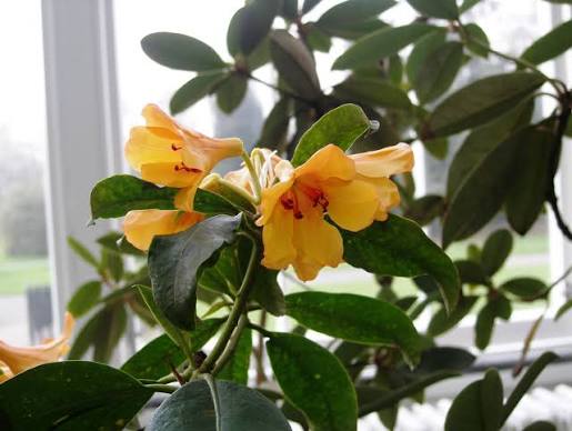 Rhododendron Javanicum Species Taxonomy Guide 