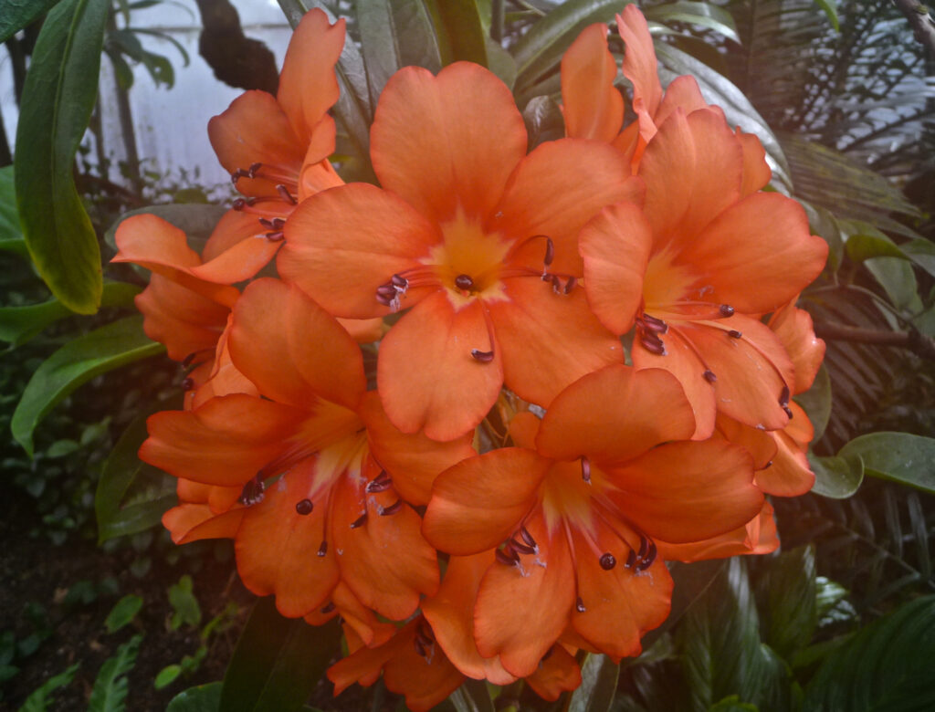 Rhododendron Javanicum Species Taxonomy Guide 