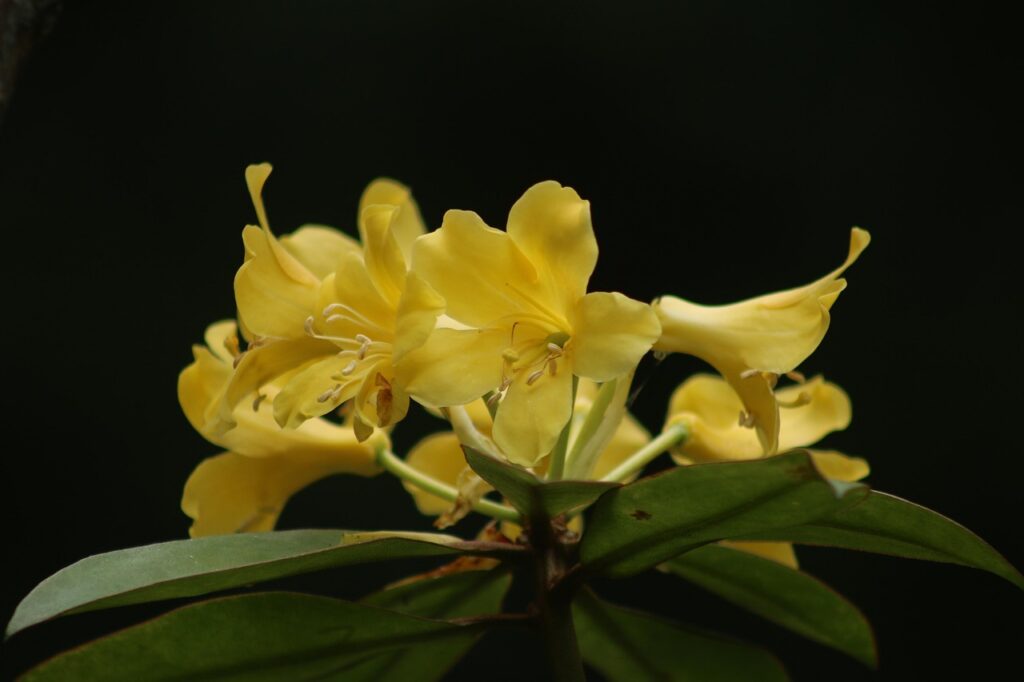 Rhododendron Javanicum Species Taxonomy Guide 