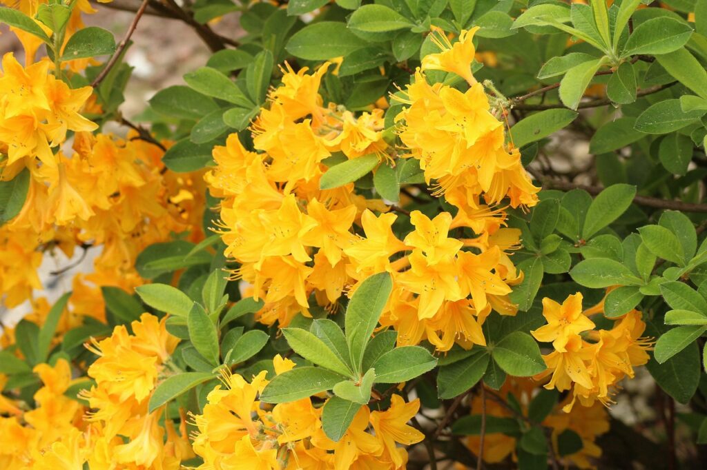 Rhododendron Javanicum Species Taxonomy Guide 