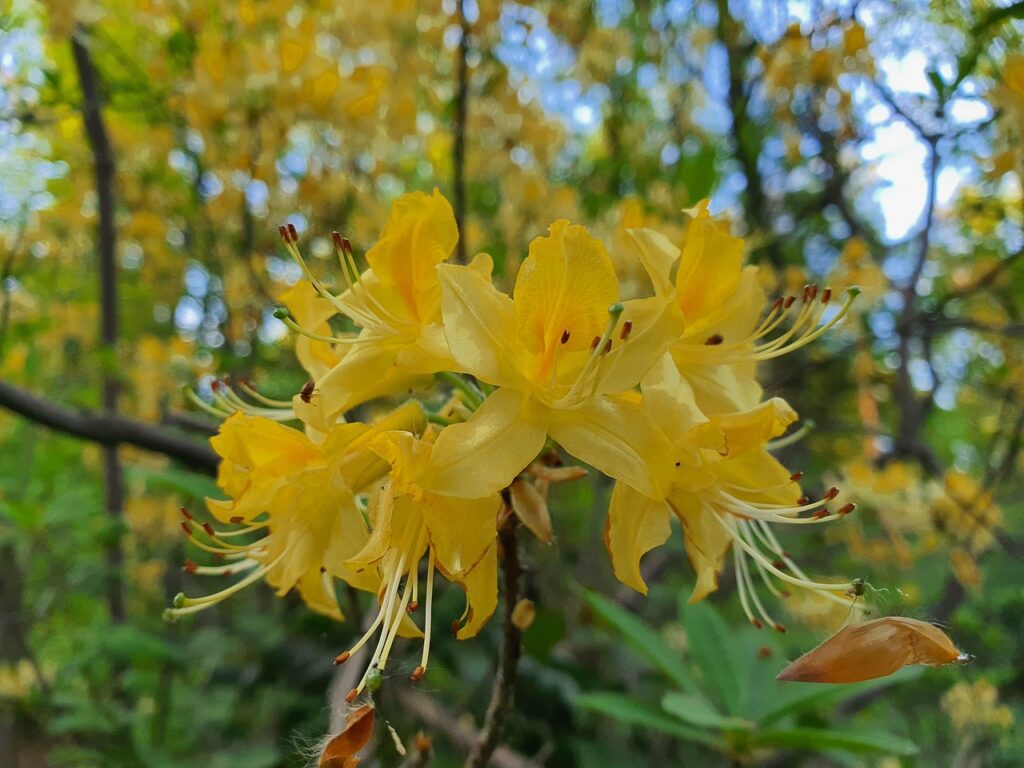 Rhododendron Javanicum Species Taxonomy Guide 