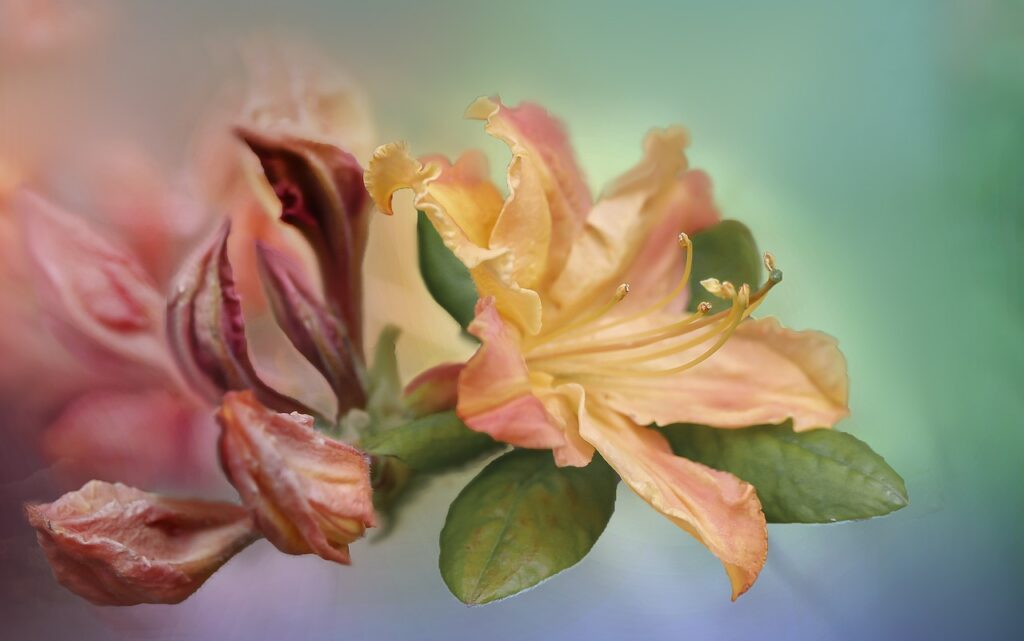 Rhododendron Javanicum Species Taxonomy Guide 