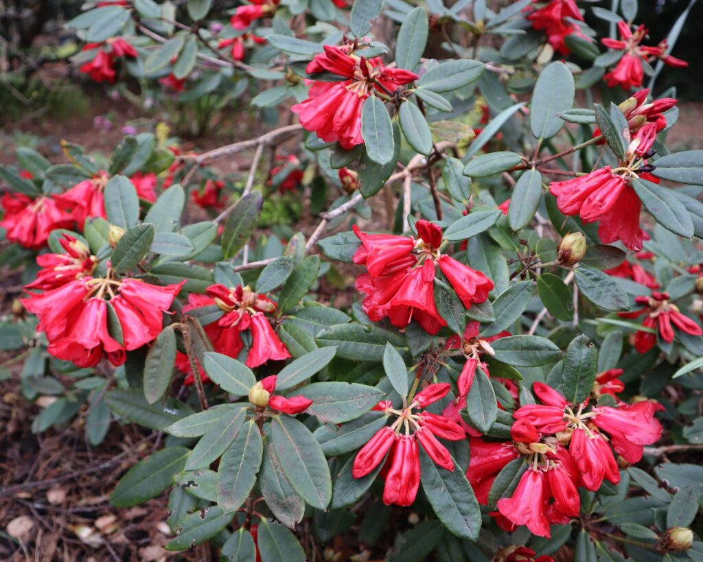 Rhododendron Malayanum bonsai taxonomy