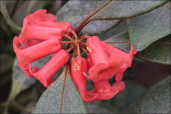 Rhododendron Malayanum bonsai taxonomy