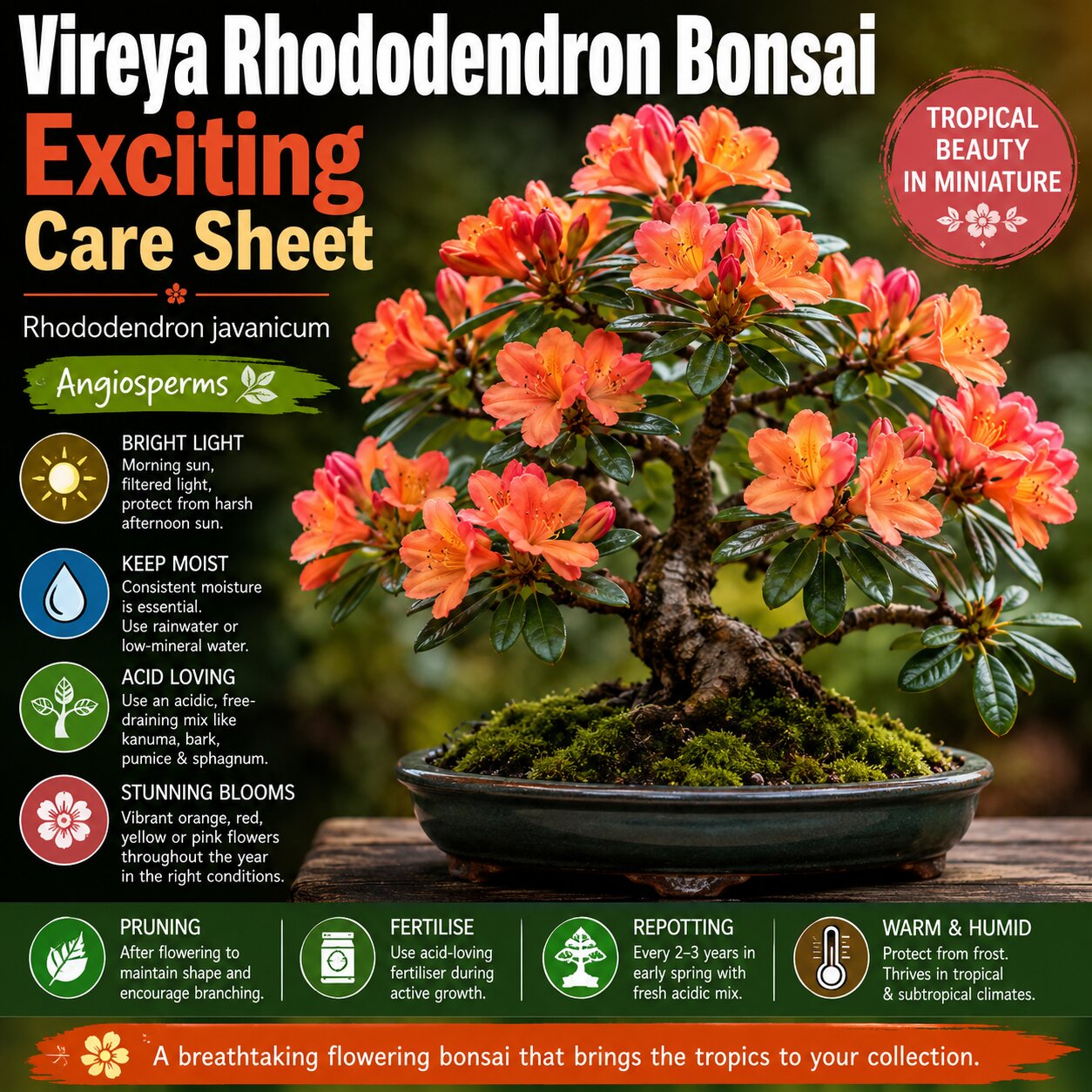 Vireya Rhododendron Bonsai Care Sheet