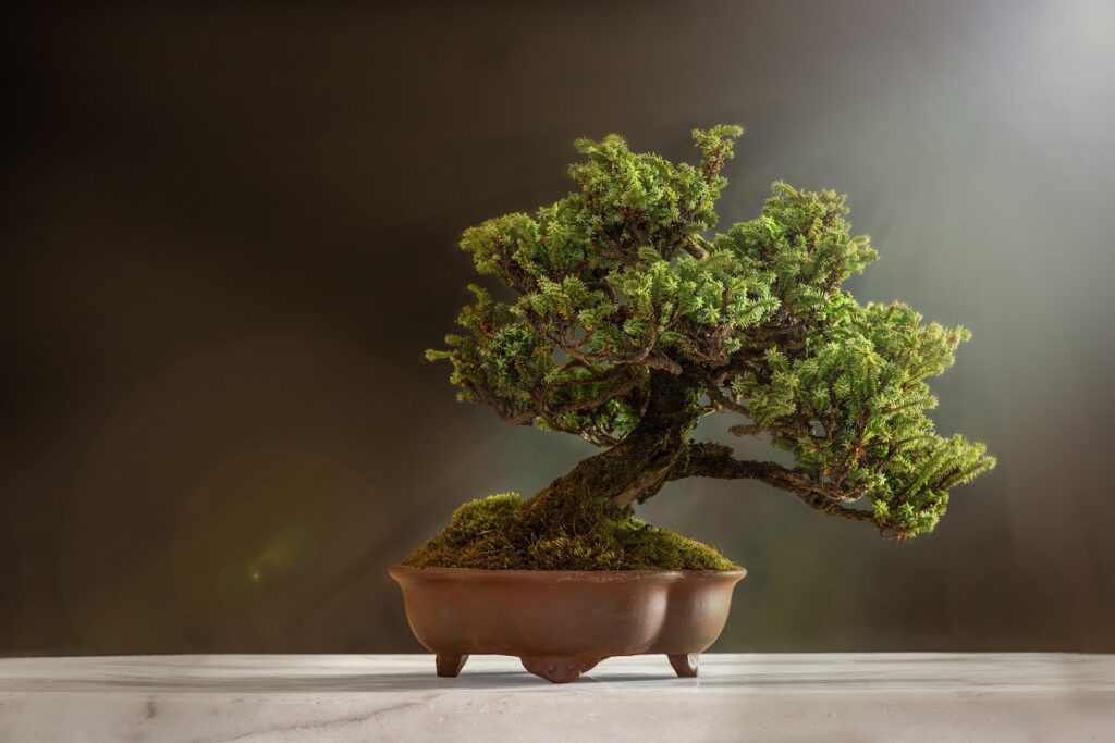 very Bonsai Begins With Patience 