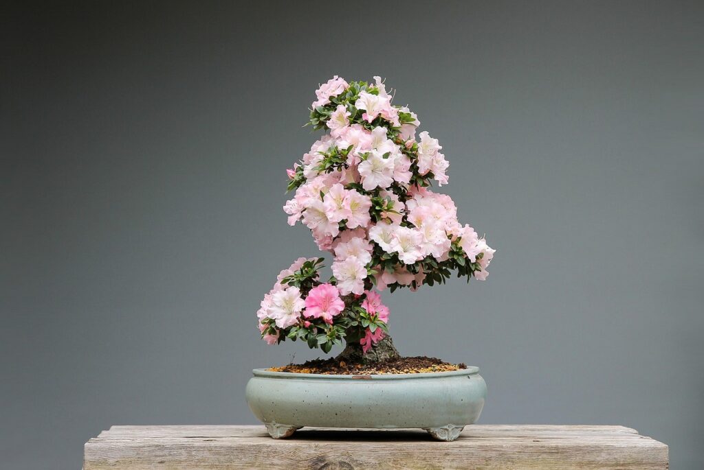 Azalea bonsai shaping 