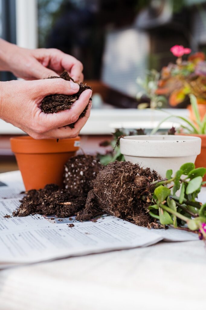 Bonsai repotting services 