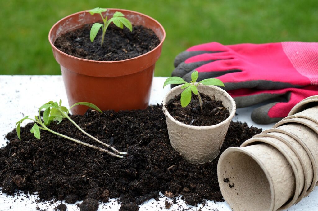 Bonsai repotting services 