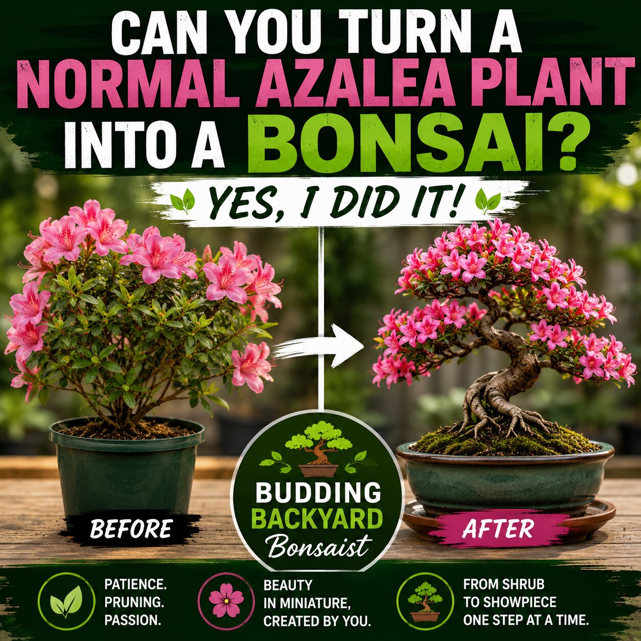 Can You Turn a Normal Azalea Plant Into a Bonsai?