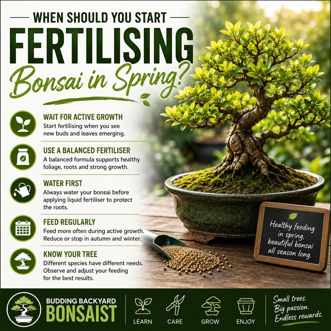 When Should You Start Fertilising Bonsai in Spring?