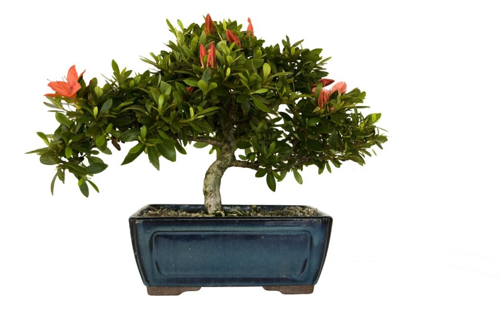 azalea bonsai diseases 