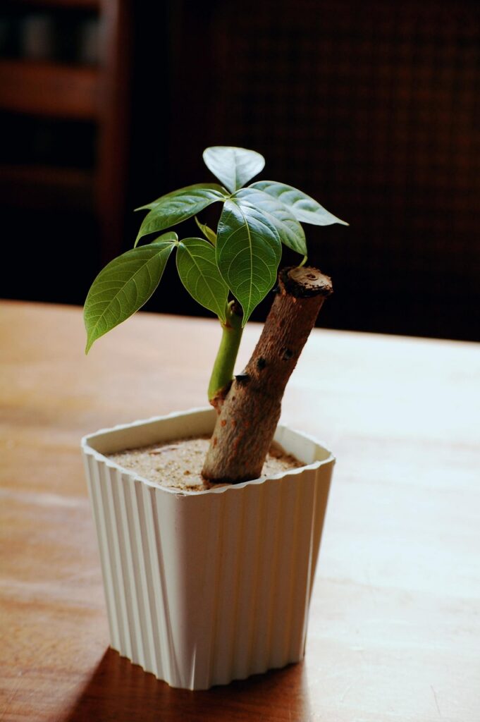 How Does Bonsai Soil Change in Spring 
