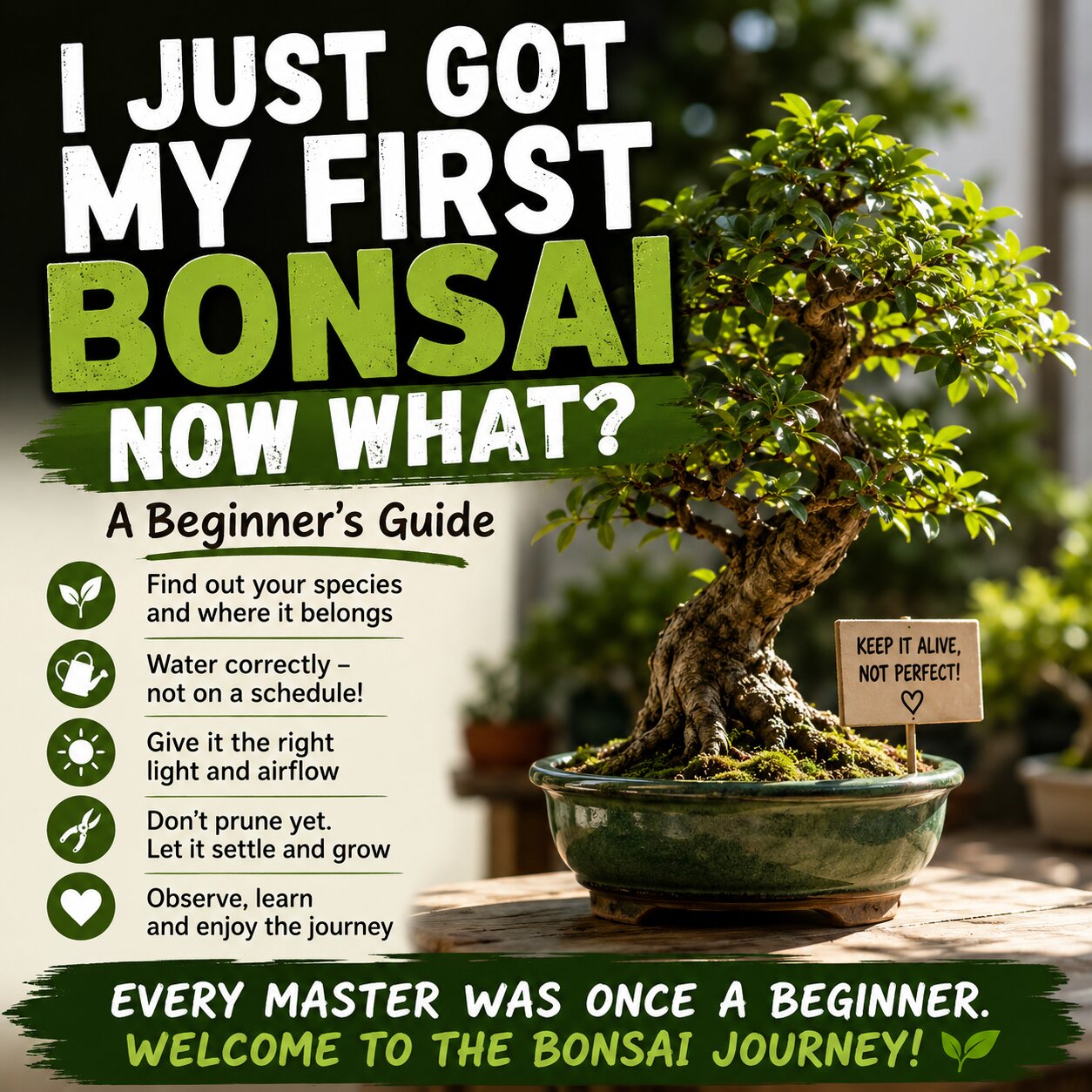 I Just Got My First Bonsai — Now What