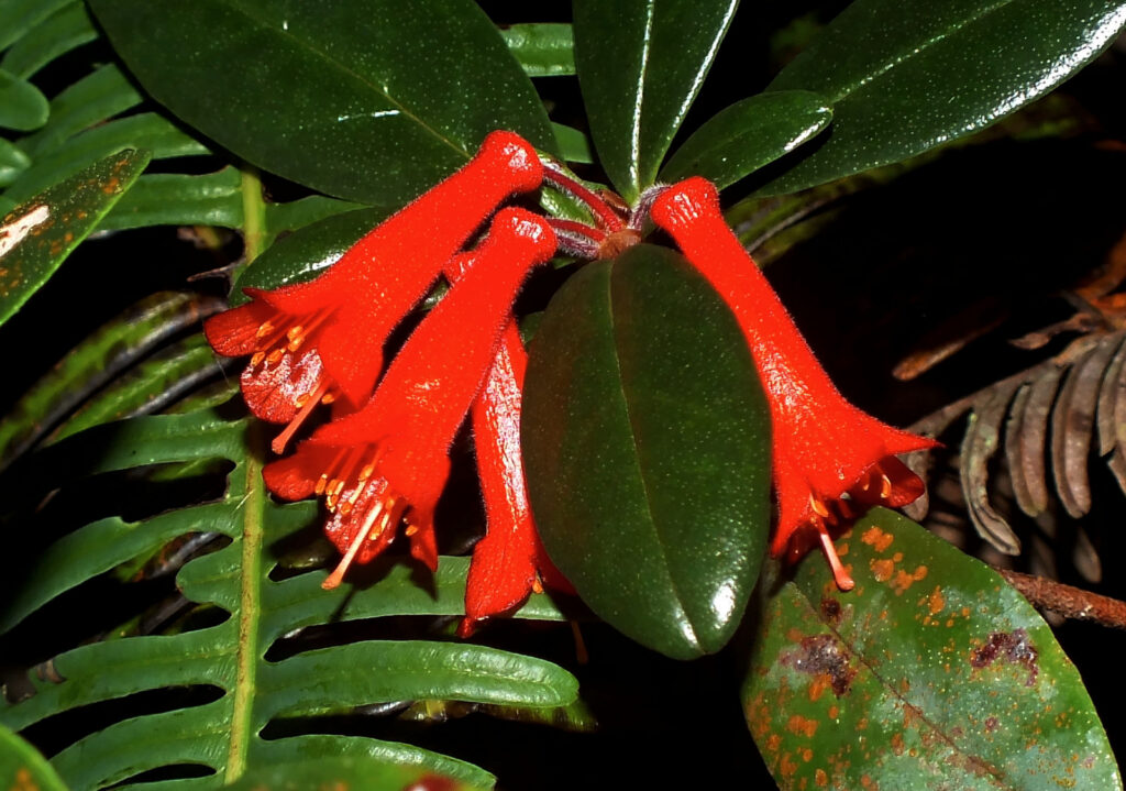 Rhododendron Retusum Species Taxonomy Guide