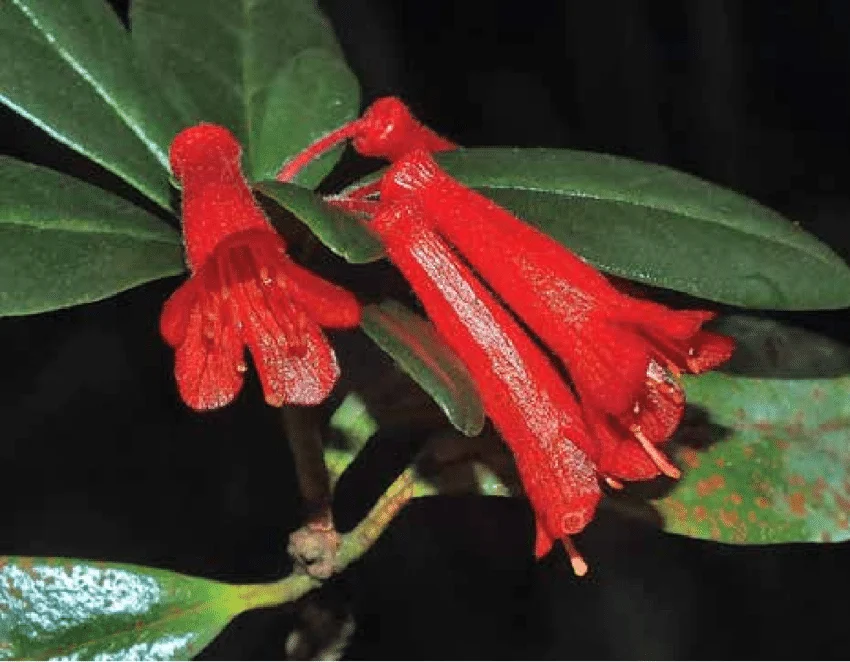 Rhododendron Retusum Species Taxonomy Guide