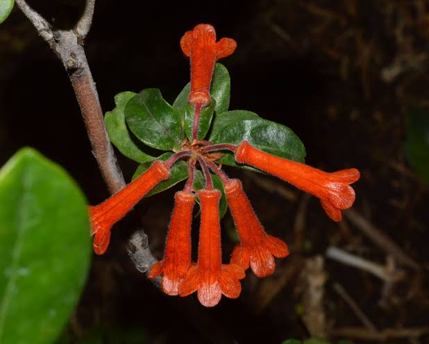 Rhododendron Retusum Species Taxonomy Guide