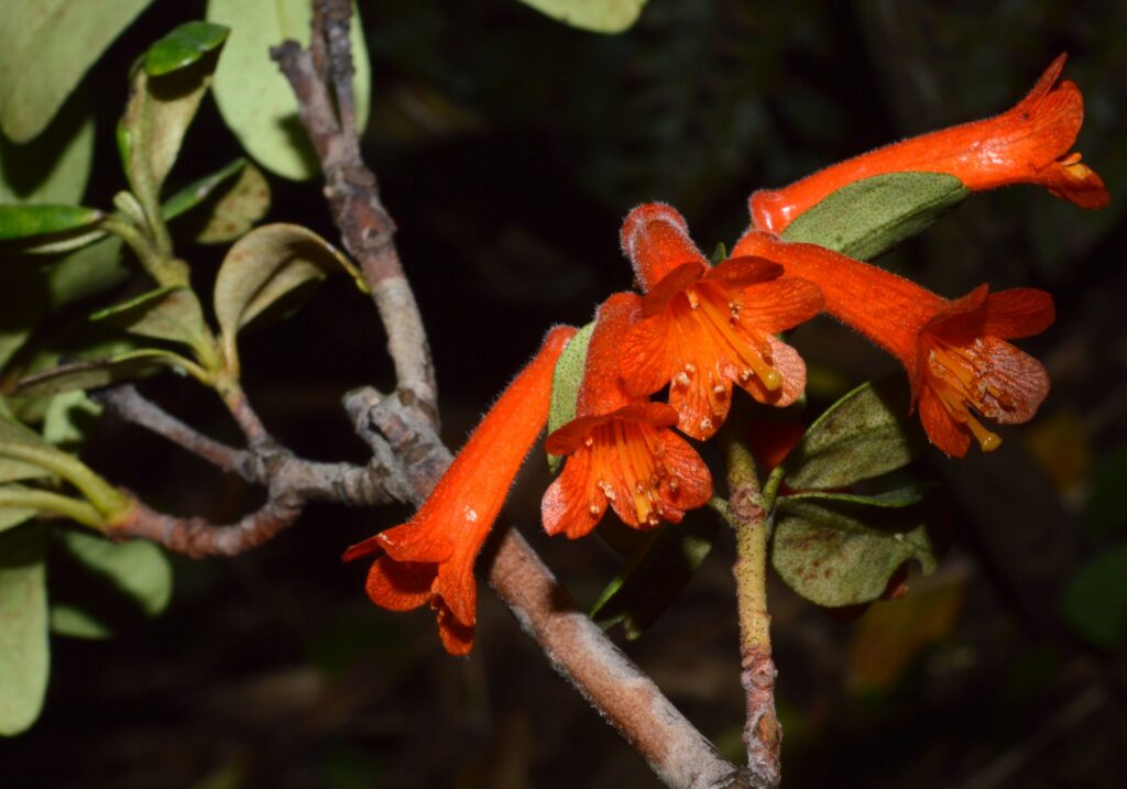 Rhododendron Retusum Species Taxonomy Guide