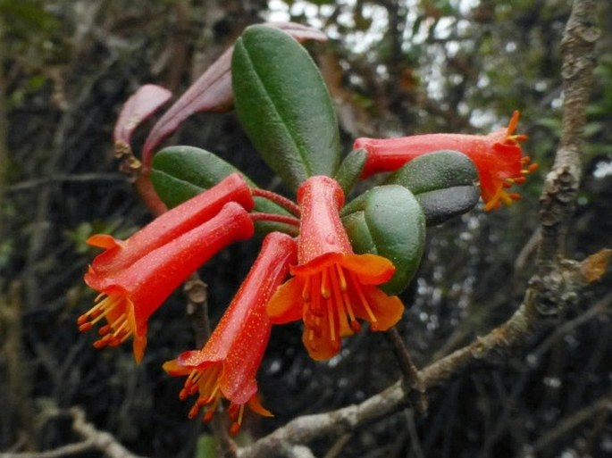 Rhododendron Retusum Species Taxonomy Guide