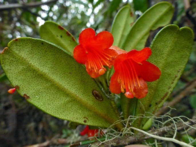 Rhododendron Retusum Species Taxonomy Guide