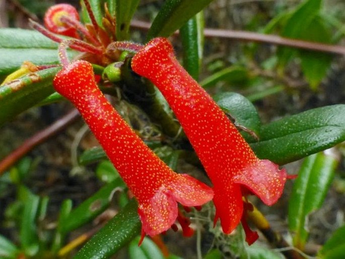 Rhododendron Retusum Species Taxonomy Guide