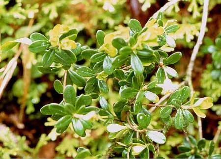 Rhododendron Vaccinioides Species Taxonomy Guide