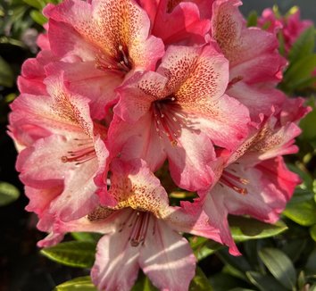 rhododendron bonsai watering