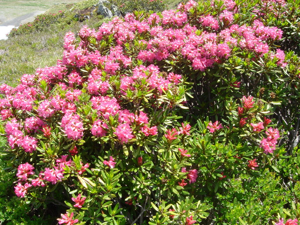 Rhododendron Vaccinioides Species Taxonomy Guide
