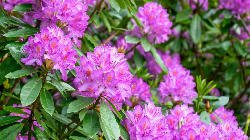 Rhododendron Bonsai Pruning: When and How to Shape Healthy Growth