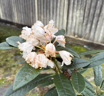 Rhododendron Vaccinioides Species Taxonomy Guide