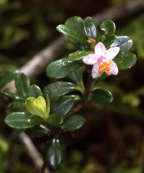Rhododendron Vaccinioides Species Taxonomy Guide