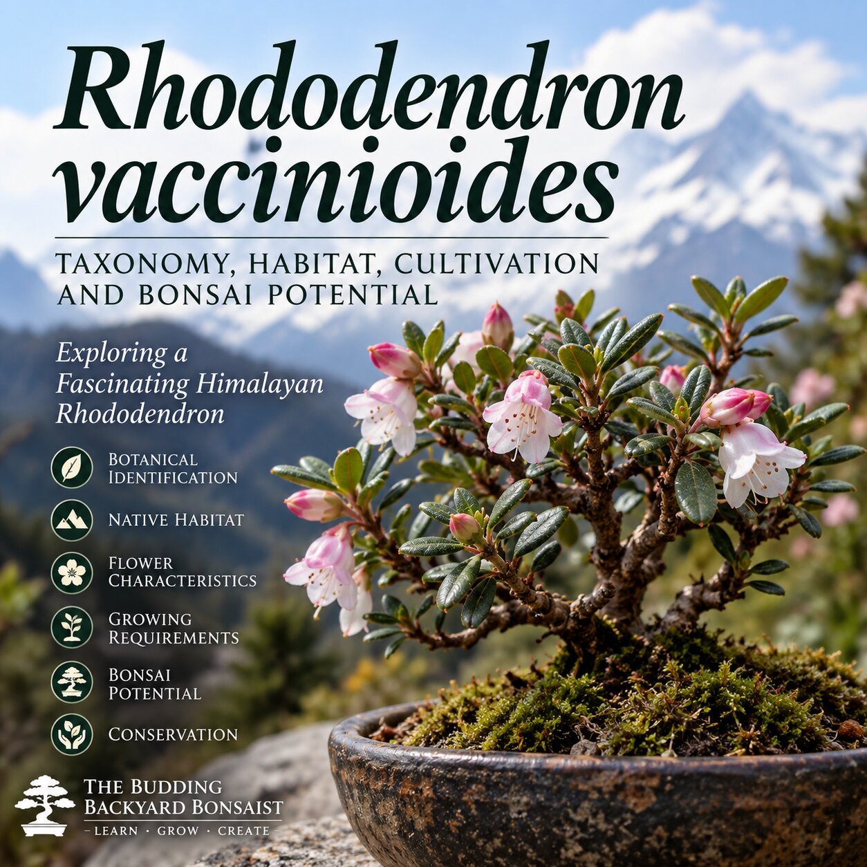 Rhododendron Vaccinioides Species Taxonomy Guide