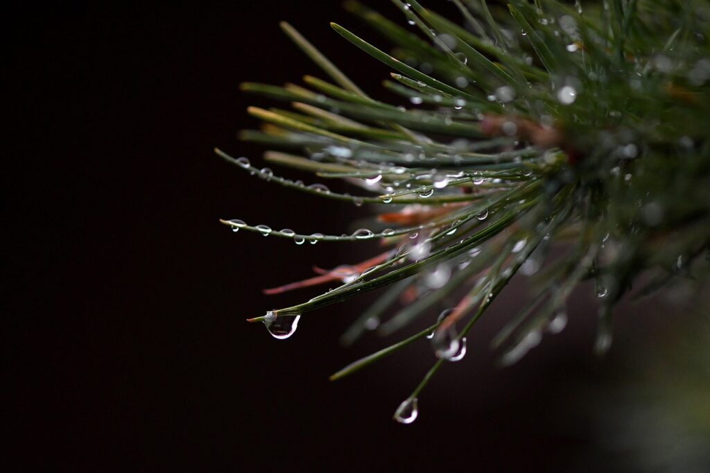 Should You Water Your Bonsai More Often Spring 
