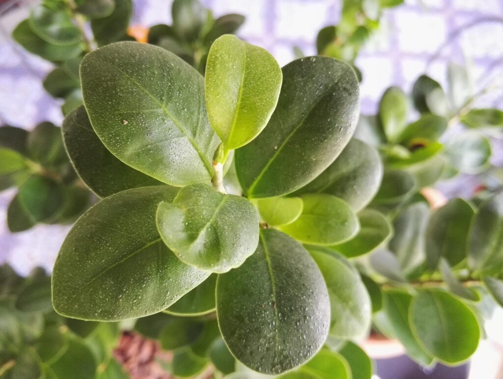 Should You Water Your Bonsai More Often Spring 