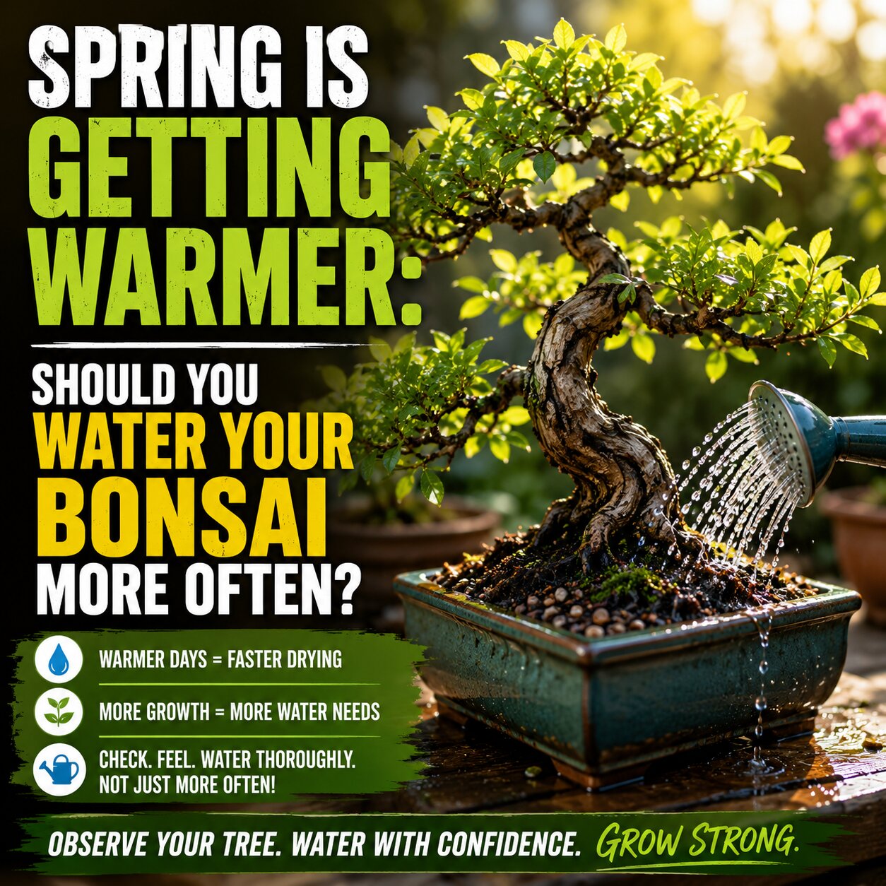 Should You Water Your Bonsai More Often Spring